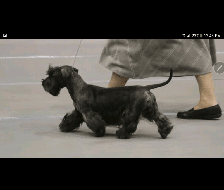Nikita, a Cesky Terrier tested with EmbarkVet.com