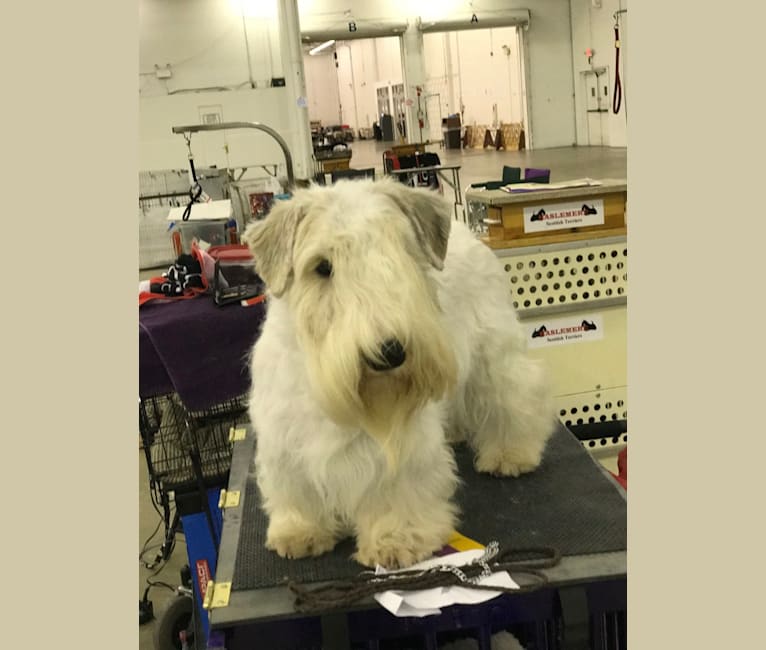Photo of Feisty, a Sealyham Terrier  in Texas, USA