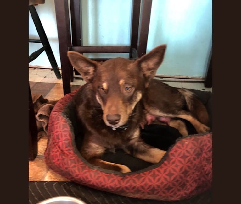 Scout, a Lapponian Herder tested with EmbarkVet.com