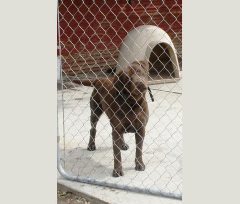Caviar, a Labrador Retriever tested with EmbarkVet.com