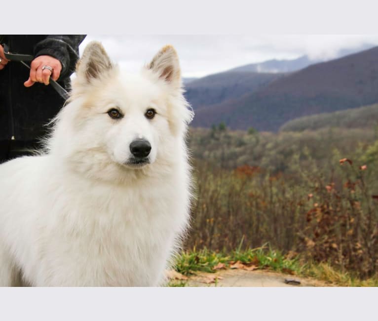 Nanuk, a Great Pyrenees and German Shepherd Dog mix tested with EmbarkVet.com