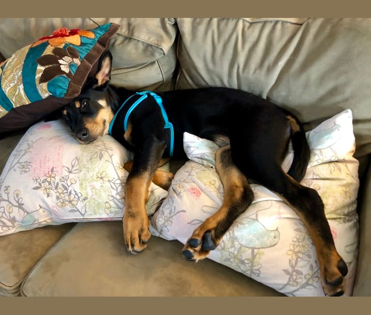 Embark Dog DNA Test Breed