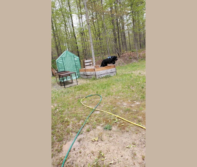 Photo of Chowder, a Siberian Husky, Labrador Retriever, and Golden Retriever mix in Ludington, Michigan, USA