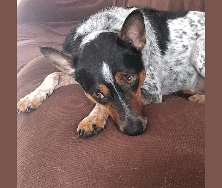 Trigger, a Rat Terrier and Australian Cattle Dog mix tested with EmbarkVet.com