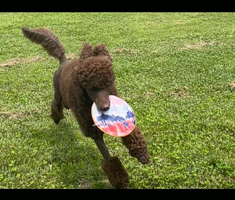 Remy Bass, a Poodle (Standard) tested with EmbarkVet.com