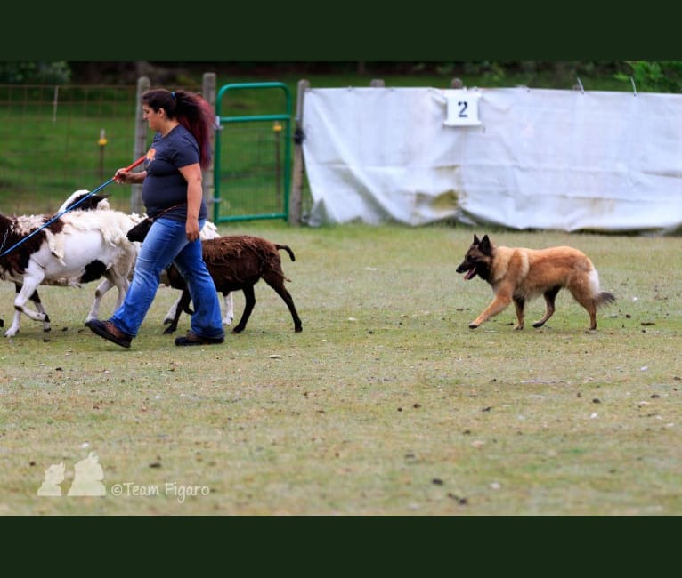 Tuarie, a Belgian Shepherd tested with EmbarkVet.com