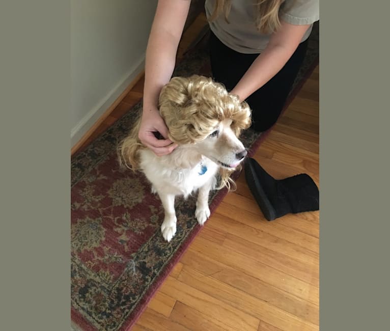 Photo of Buddy, a Shih Tzu, Cocker Spaniel, Poodle (Small), Pomeranian, and Mixed mix in Virginia, USA