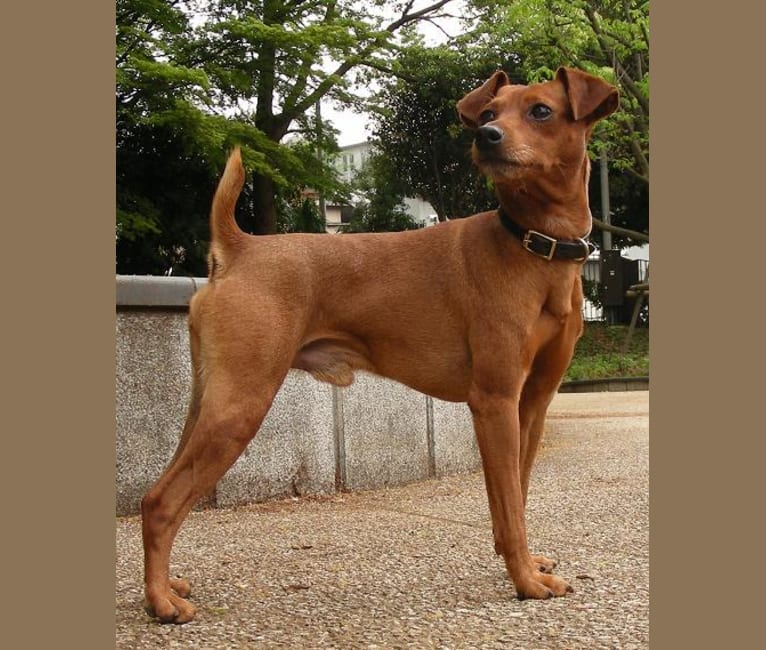 embark dog dna test breed