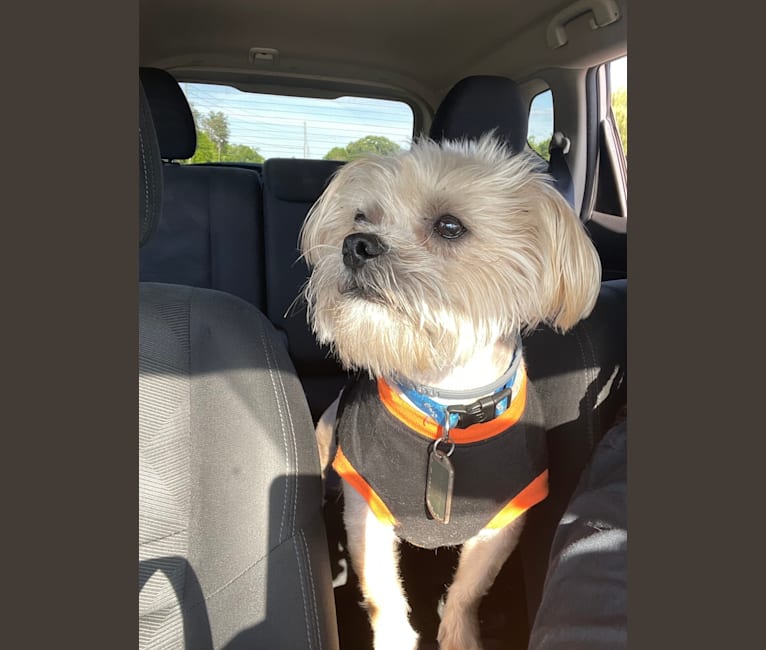 Photo of Saban, a Lhasa Apso, Boston Terrier, Brussels Griffon, and Maltese mix in Macon, Georgia, USA
