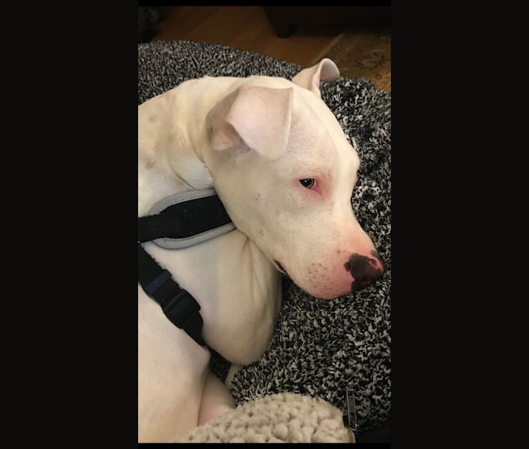 Dogo argentino mixed with pitbull 2025