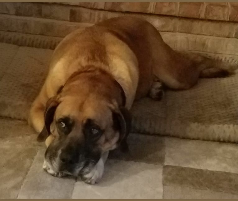Beagle cheap mastiff mix
