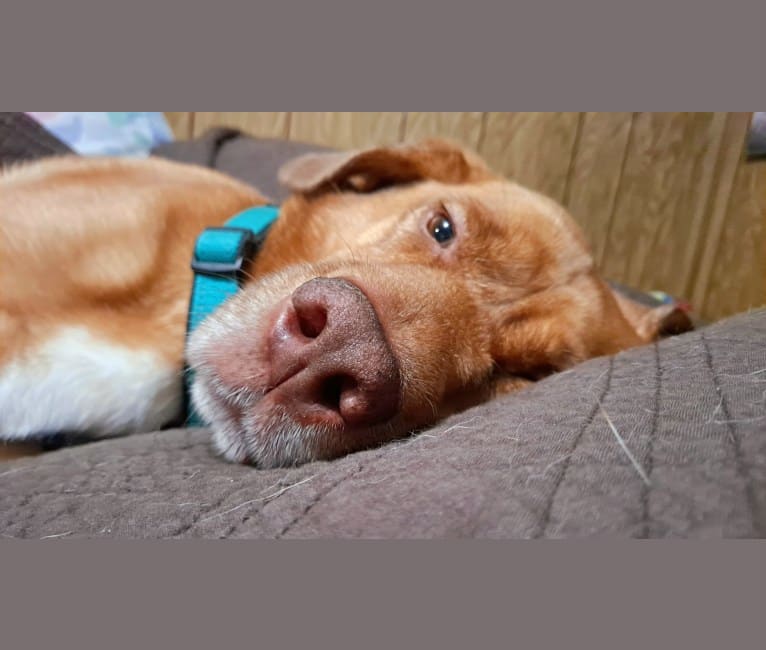 Freddy, a Siberian Husky and Bluetick Coonhound mix tested with EmbarkVet.com