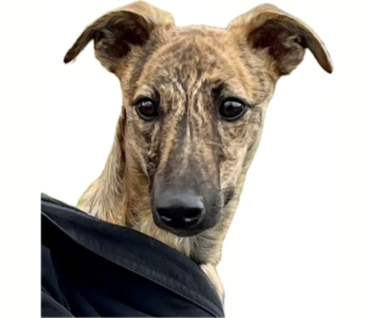 Hunni B, a Whippet and Border Collie mix tested with EmbarkVet.com