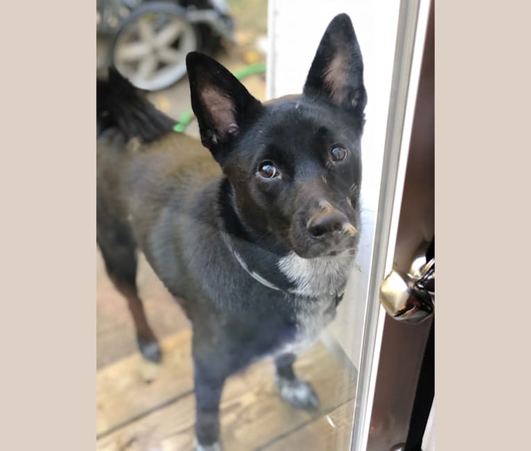 Norwegian cattle dog best sale