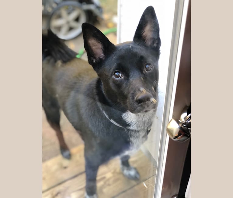 norwegian cattle dog