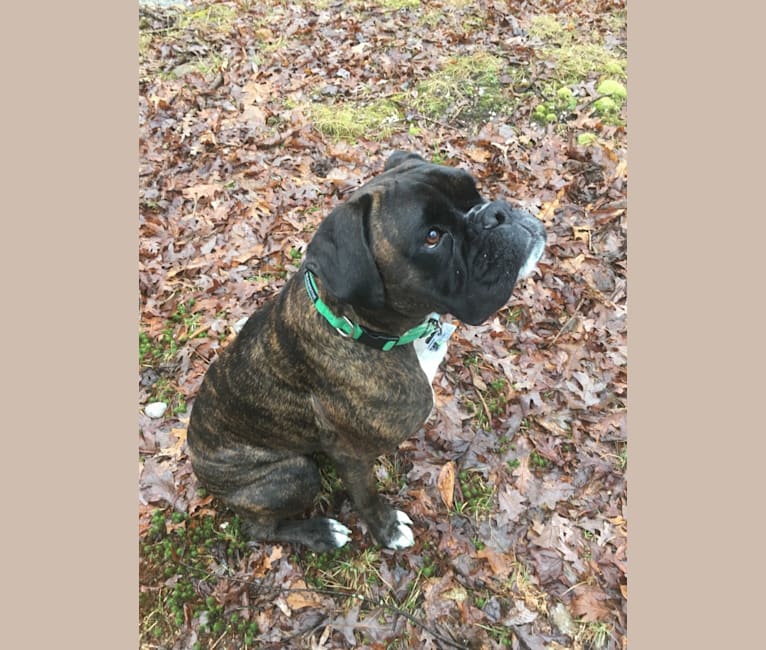 Murray, a Boxer tested with EmbarkVet.com
