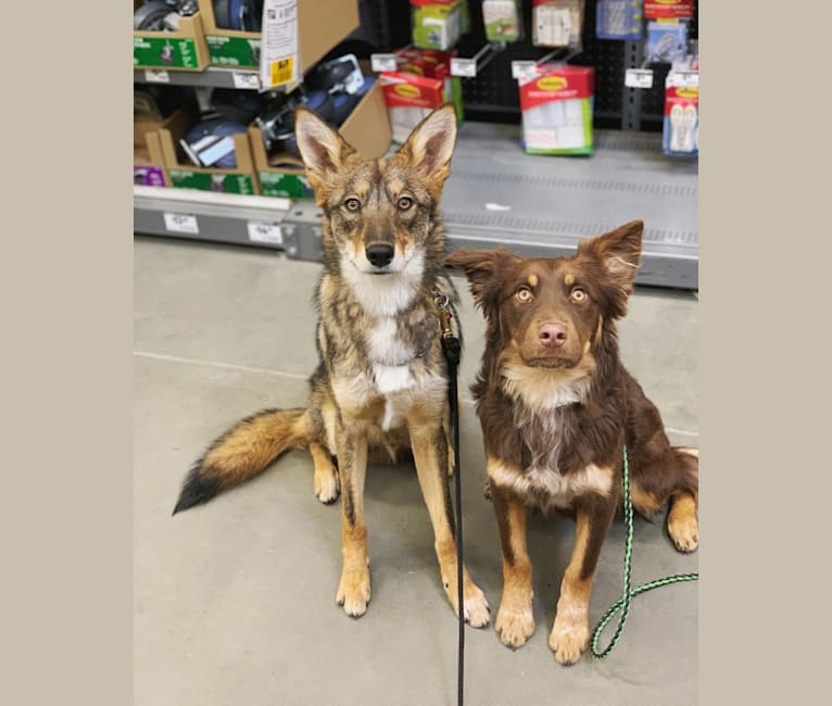 Cilantro, a Border Collie and Coyote mix tested with EmbarkVet.com