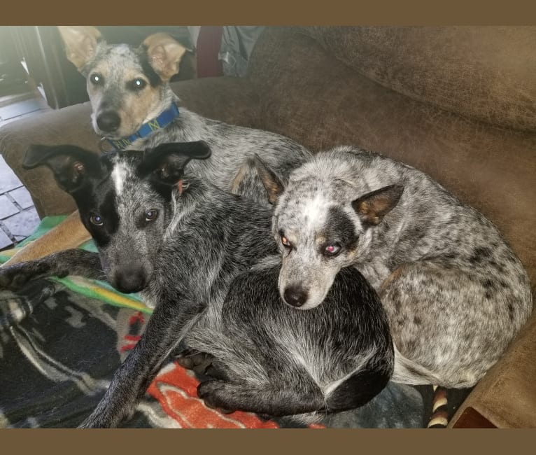 Shadoe, an Australian Cattle Dog tested with EmbarkVet.com