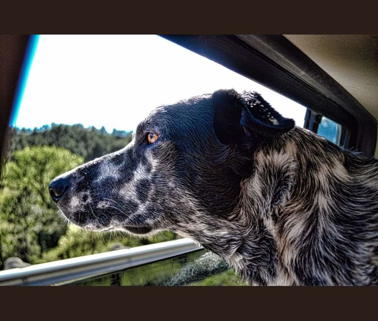 Photo of Rowdy, an Australian Cattle Dog, Border Collie, and Australian Shepherd mix in Scottsbluff, Nebraska, USA