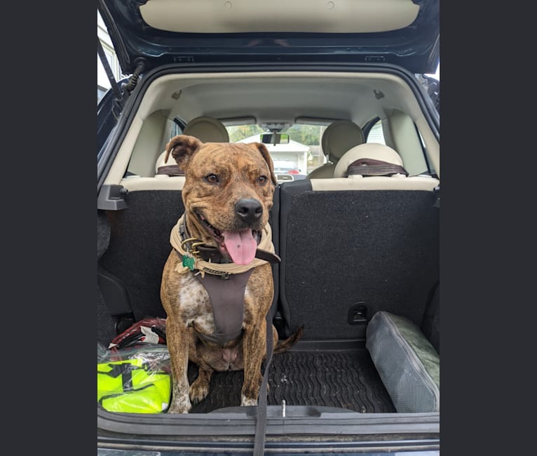 Photo of Winona, an American Pit Bull Terrier, Rottweiler, Bulldog, American Staffordshire Terrier, and Boxer mix in Columbus, Ohio, USA