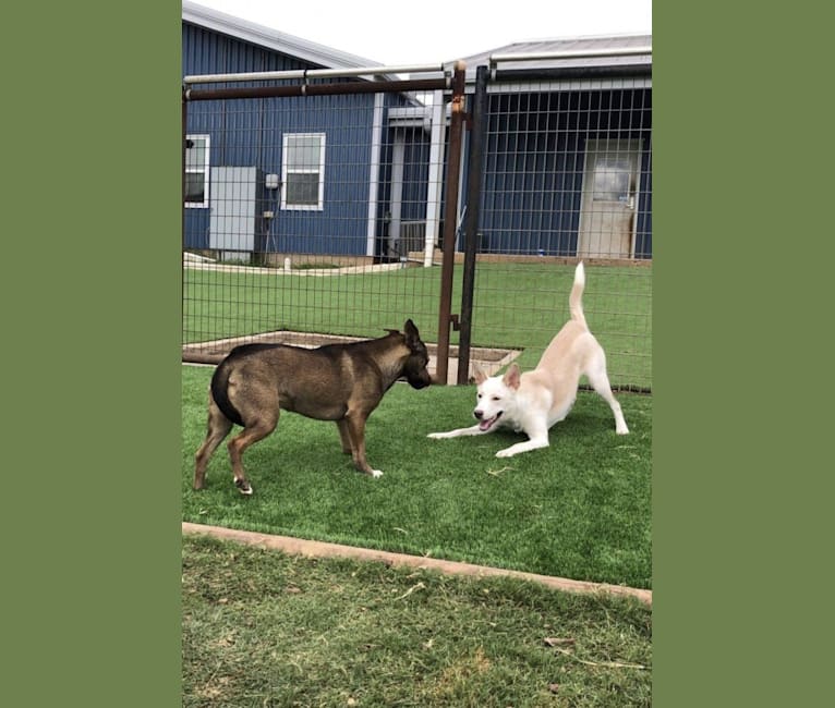 Summit, a Siberian Husky and American Pit Bull Terrier mix tested with EmbarkVet.com