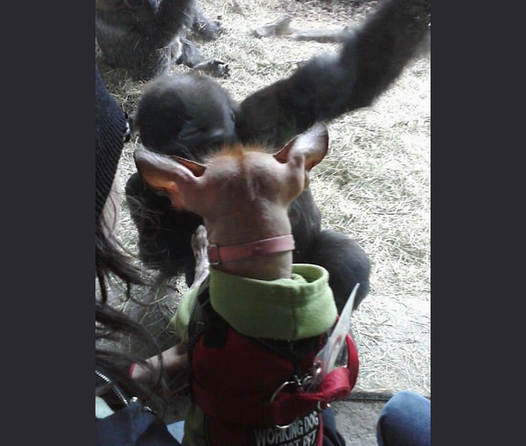 Photo of Little Stinky Baby, a Xoloitzcuintli mix in Tacoma, Washington, USA