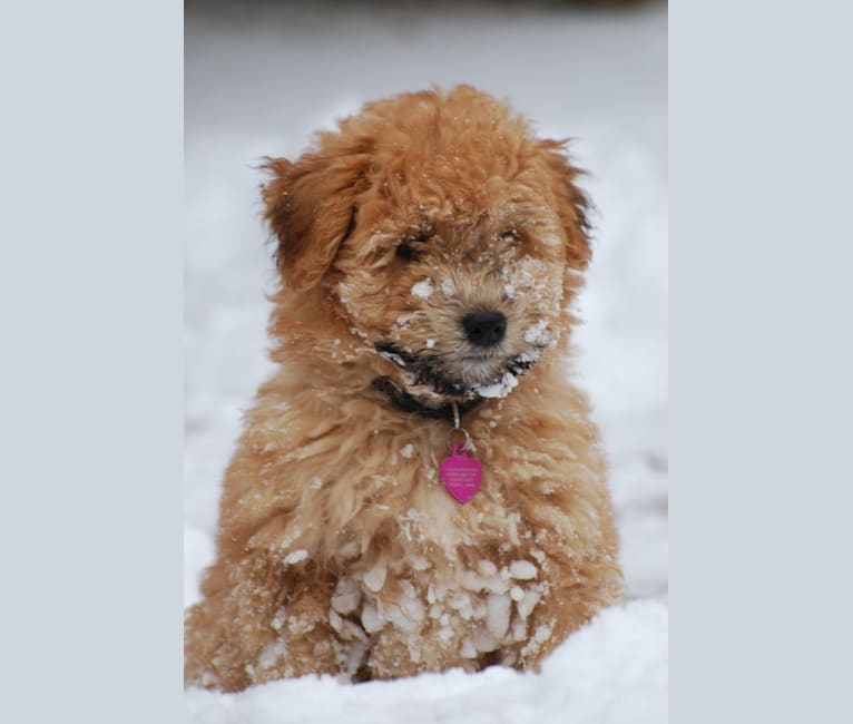 Photo of Fig, a Soft Coated Wheaten Terrier, Miniature Schnauzer, and Shetland Sheepdog mix in Guelph, ON, Canada