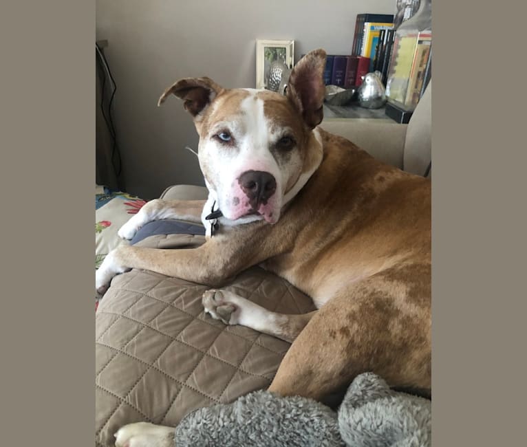 Louie, an American Pit Bull Terrier and American Staffordshire Terrier mix tested with EmbarkVet.com