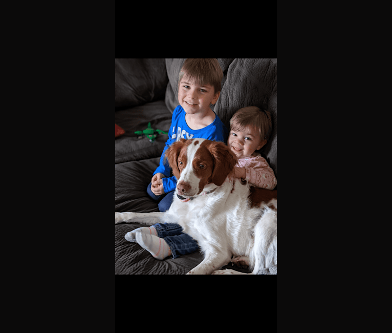 Photo of Marlowe, a Brittany  in Redmond, OR, USA