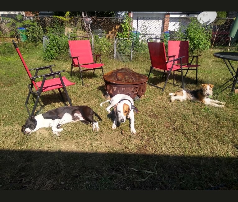 Photo of Ronan, an American Pit Bull Terrier, Treeing Walker Coonhound, and American Staffordshire Terrier mix in Virginia, USA