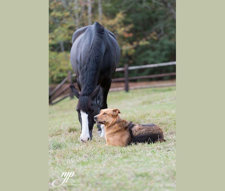 Photo of Rambo, a Labrador Retriever, Golden Retriever, Chow Chow, German Shepherd Dog, and Mixed mix in Belton, Texas, USA