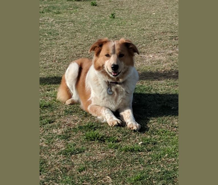 Great pyrenees cattle shop dog mix temperament