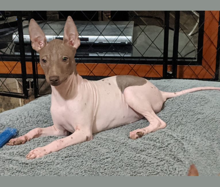 Pixel, an American Hairless Terrier tested with EmbarkVet.com