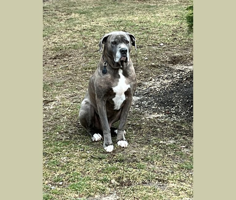 American bulldog x neo mastiff cheap