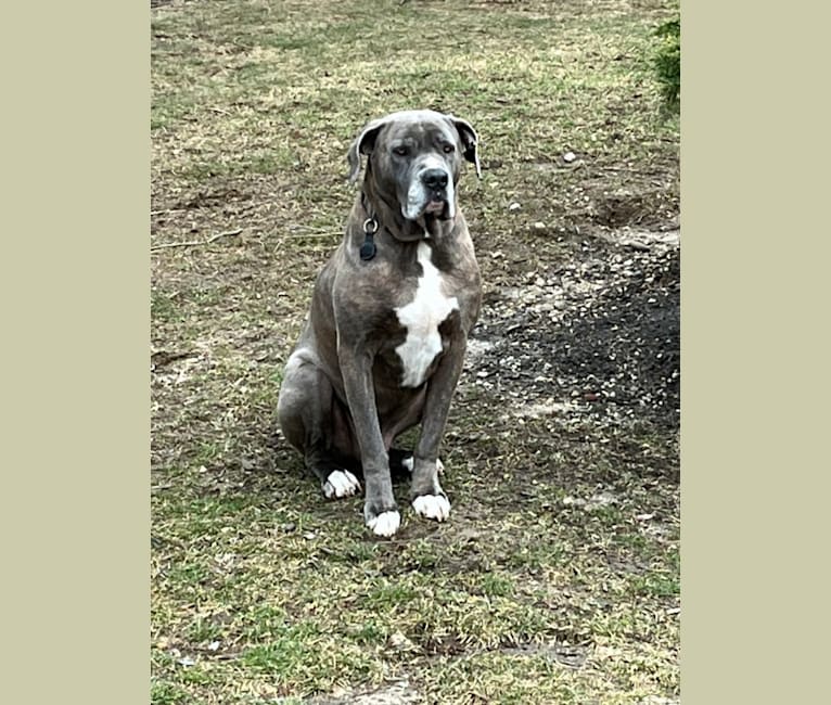 Brody, an American Bulldog and Neapolitan Mastiff mix tested with EmbarkVet.com