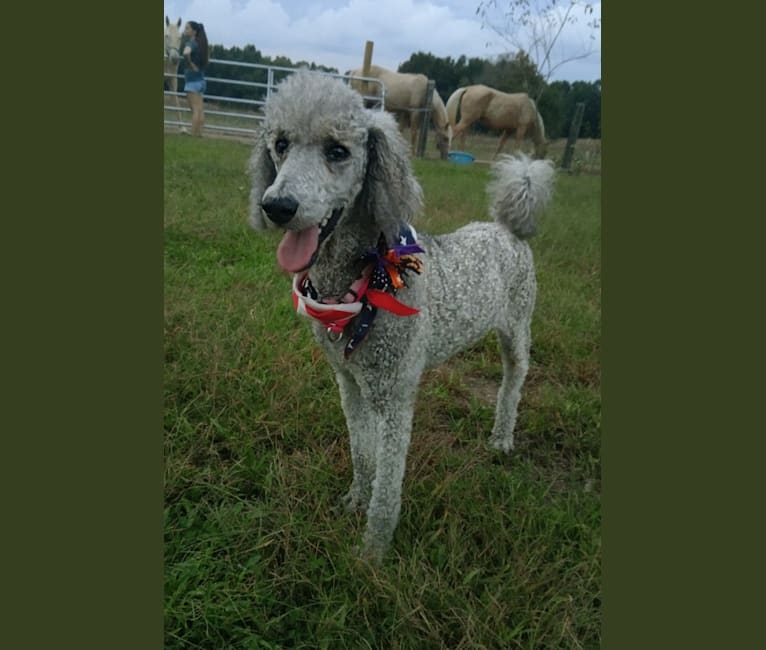 loells standard poodles