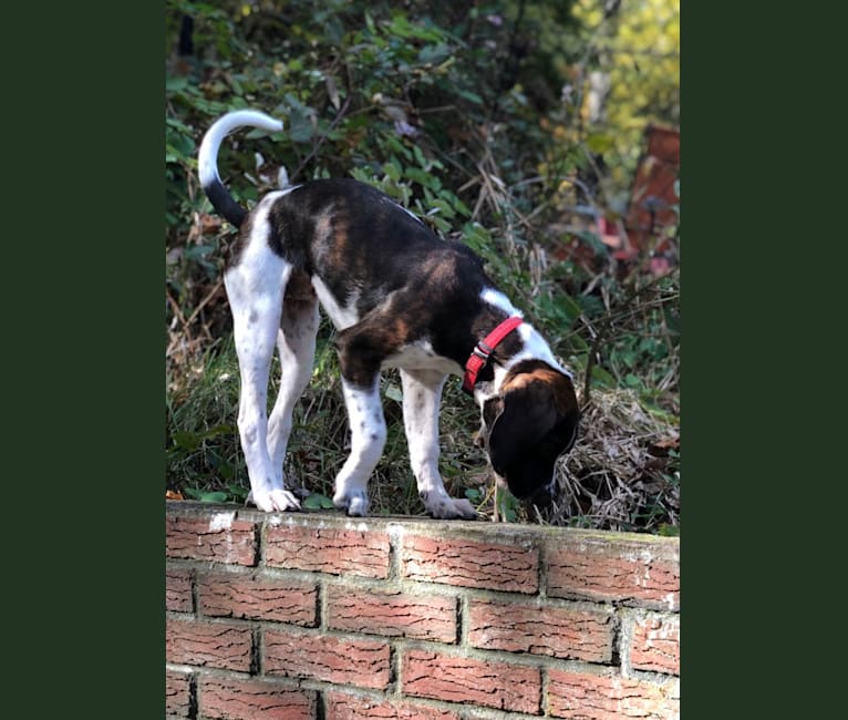 Smudge, a Golden Retriever and Boston Terrier mix tested with EmbarkVet.com