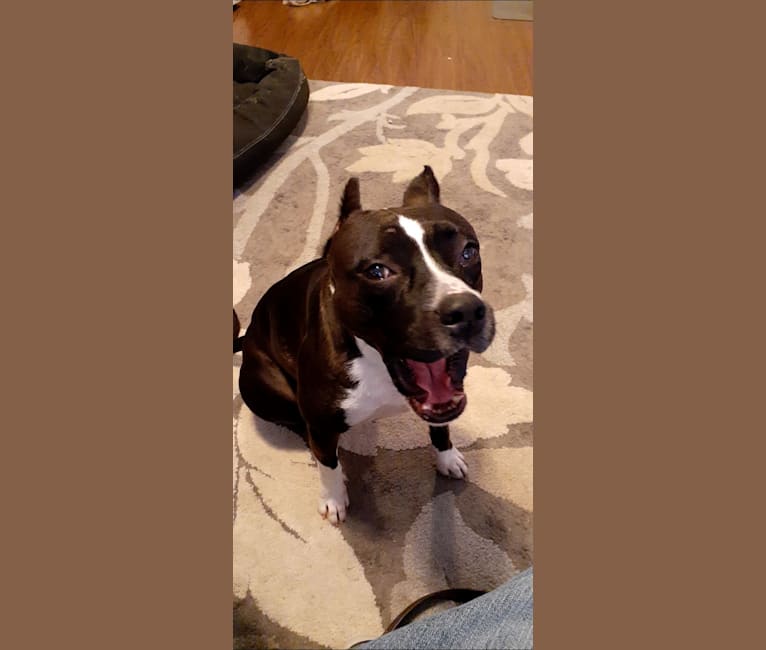 Rebel, an American Staffordshire Terrier tested with EmbarkVet.com