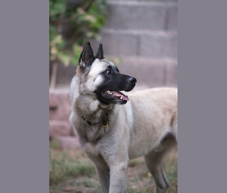 Max, an Akita and German Shepherd Dog mix tested with EmbarkVet.com