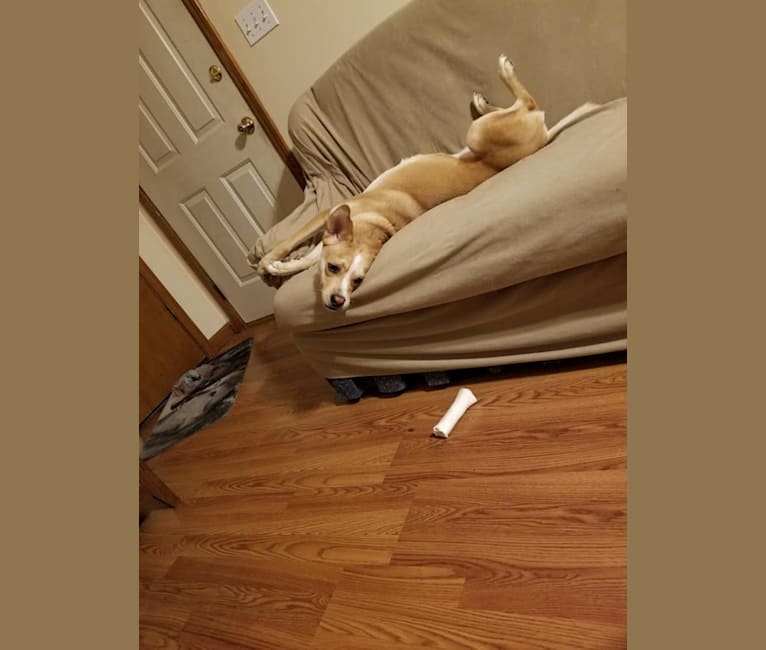 Merida, a Chow Chow and Labrador Retriever mix tested with EmbarkVet.com