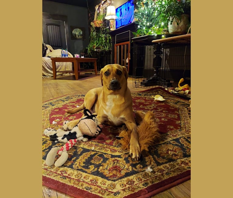 Photo of EvaMarie, a Beagle, American Pit Bull Terrier, Llewellin Setter, Redbone Coonhound, Chow Chow, and Boxer mix in Roanoke, Virginia, USA