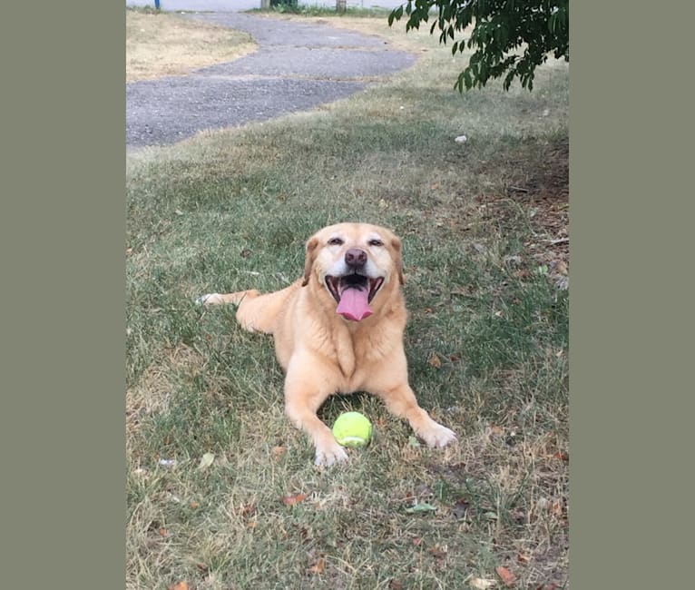 Sadie, a Labrador Retriever and American Bulldog mix tested with EmbarkVet.com