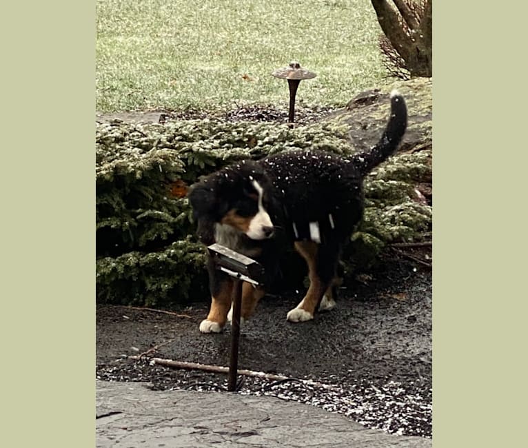 Jewel’s, a Bernese Mountain Dog tested with EmbarkVet.com