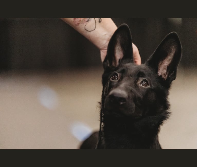 Cynder, a German Shepherd Dog tested with EmbarkVet.com