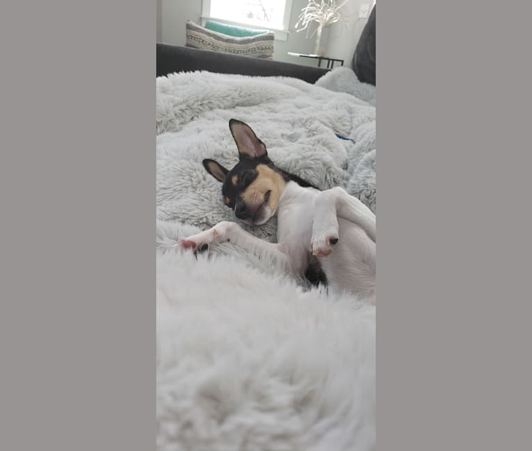Photo of Ava, a Rat Terrier  in Greensboro, NC, USA