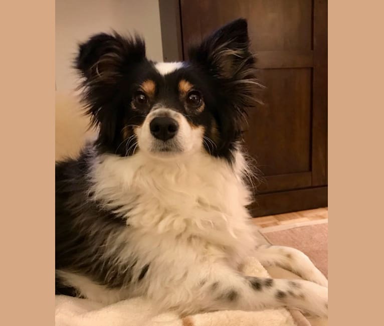 Miniature collie mix sales