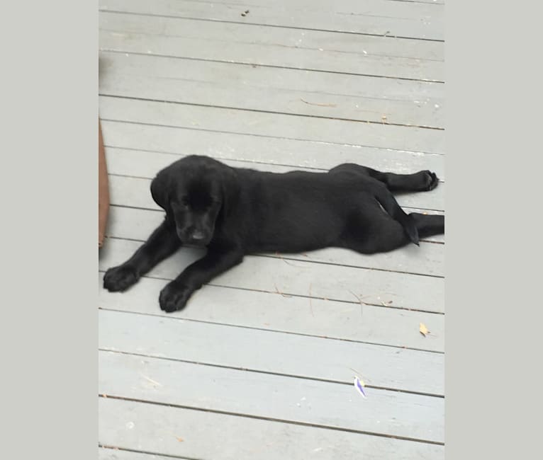 Rebel, a Labrador Retriever tested with EmbarkVet.com