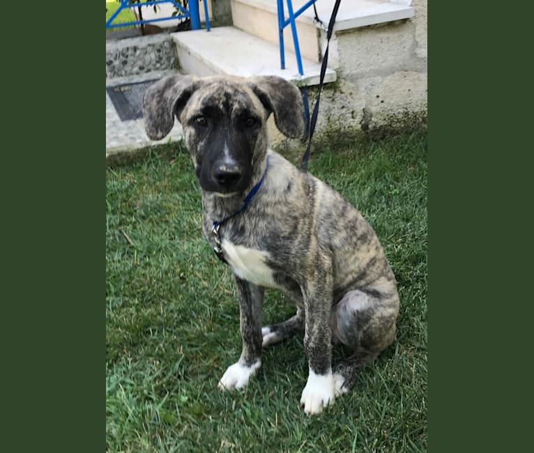 Phrixus, a Dogo Argentino and German Shepherd Dog mix tested with EmbarkVet.com