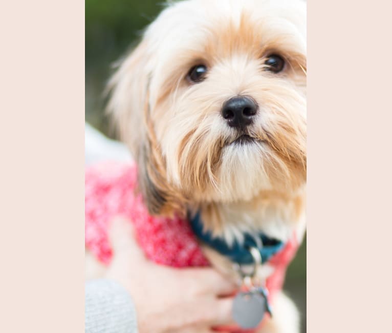 George, a Yorkshire Terrier and Shih Tzu mix tested with EmbarkVet.com