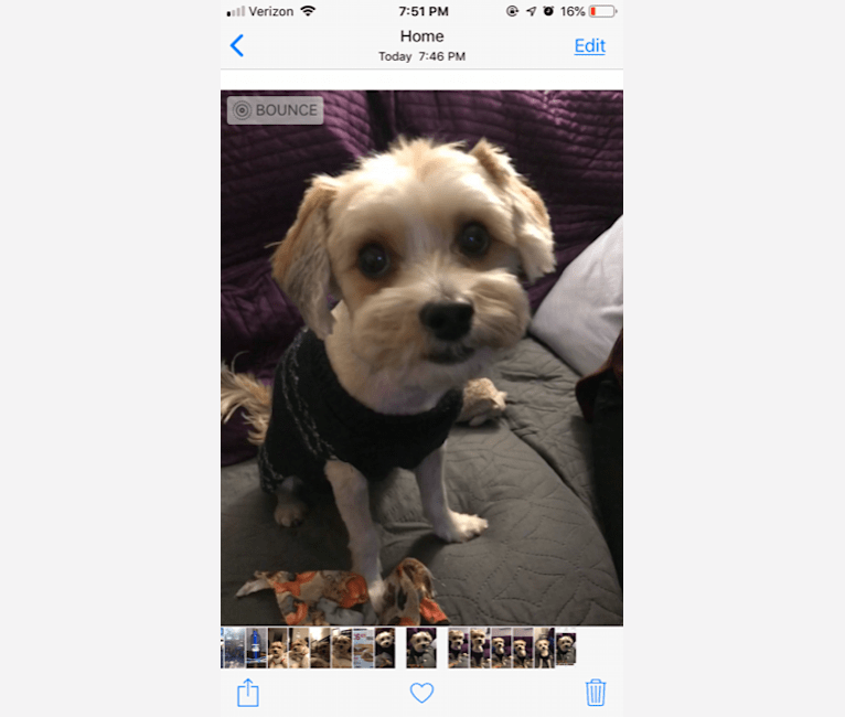 Photo of Toby, a Yorkshire Terrier, Poodle (Small), and Lhasa Apso mix